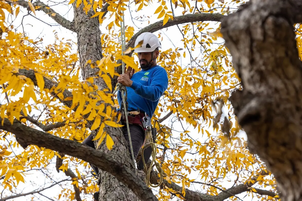 Skilled Tree Planing crew working in Redmond